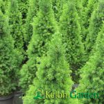 Picea glauca Conica - Plante amenajari gradini